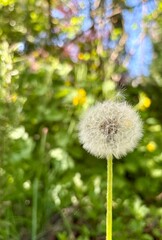 dandelion on a green background
