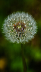 Fototapeta premium A delicate dandelion seed head covered in tiny water droplets, with a soft green blurred background, showcasing its intricate structure and fragility