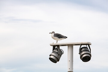 low angle view of a seagull perching on the street light