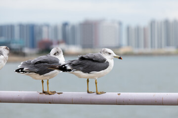seagull perching on the railings at the jetty