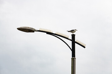 low angle view of the seagulls perching on the street light against the overcast sky