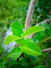 "Close-up of a bright green guava leaf, oval in shape and with prominent veins."