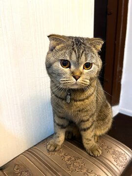 Cute scottish fold cat sitthing at the table looking up at camera