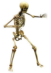 3D Rendering Human Skeleton on White