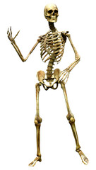 3D Rendering Human Skeleton on White