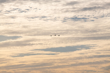 cormorant flying in the cloudy sky
