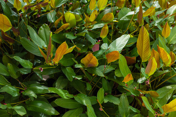 Various many color of tropical rainforest indoor plant