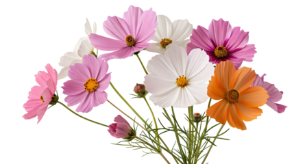 Beautiful bouquet of colorful cosmos flowers isolated on vibrant white background perfect decor