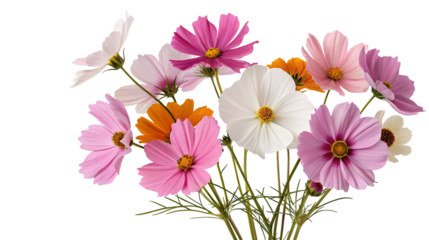 Beautiful cosmos flowers bouquet with vibrant colors and green foliage on a white background