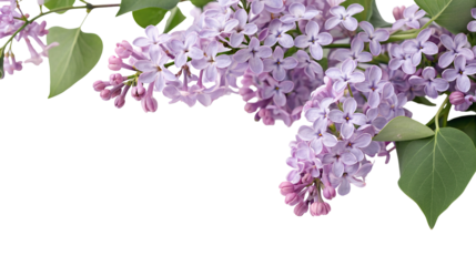 Elegant lilac blooms with lush green leaves against a dark tranquil and peaceful background