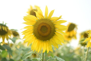 Fototapeta premium Sunflower's Glory: A close-up shot of a vibrant sunflower basks in the warm glow of the sun, set against a backdrop of a field of yellow flowers, evoking a sense of warmth and beauty