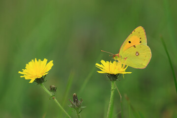 Beautiful butterfly clouded yellow, Colias croceus on flower