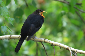 Common blackbird on tree branch 