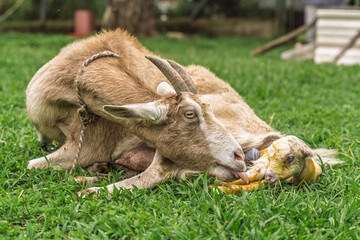 Goat begins cleaning newborn kid still partially covered in amniotic sac after birth in rural field