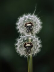 Dandelion seeds in focus nature setting macro photography green background close-up perspective delicate beauty