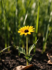 Blooming yellow flower in lush green grass nature photography outdoor close-up vibrant colors