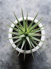 Captivating green aloe vera plant in a pot indoor space close-up view natural beauty and wellness concept