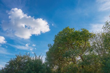 Bright Afternoon Cosmos