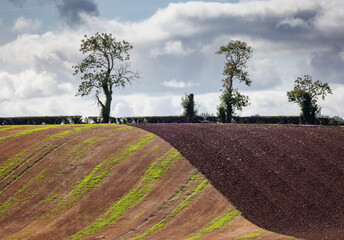 Partially Ploughed Field