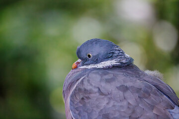 Wood pigeon Close-up