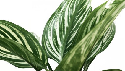 Close-up of a striped Calathea leaf against a white backdrop