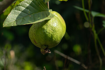 A close-up photo of a fresh green guava fruit hanging on a tree branch in a garden under the sunlight. An agriculture and organic food concept.