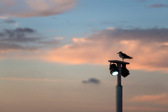 segull perching on the street light at the seaside in dusk