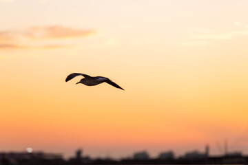  a seagull flying o the city during sunset