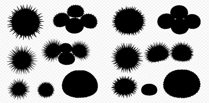 Black silhouette illustrations of sea urchins in various shapes and sizes on a transparent background.