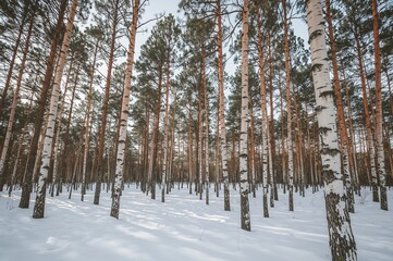 Snow-Covered Pines and Birch Trees in a Winter Forest Scene