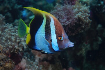 Obraz premium Detailed close-up of a vibrant tropical Sohal Surgeonfish (Acanthurus Sohal) swimming near coral formations underwater.