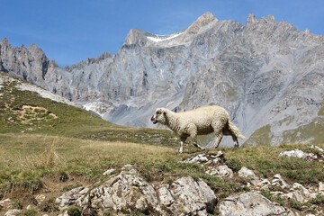 Ein einsames Schaf sucht seine Herde - Nationalpark Vanoise in den französischen Alpen Nähe...