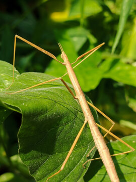 A close-up shot of a stick insect, or Phasmatodea, on a leaf in its natural tropical habitat, high-resolution macro photography.