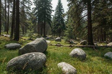 Cluster of enigmatic rocks within a pine woodland