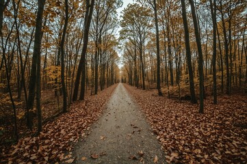 Obraz premium Trail winding through a dense woodland in the elevated moorlands with water reflections, suitable for outdoor activities and nature exploration during fall
