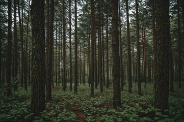 Obraz premium Details of Trees, Bushes, and Forest Vegetation