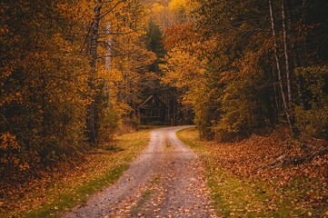 Obraz premium Trail through the woodland leading to a cabin during fall