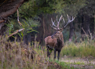 Red Deer in forest ambient