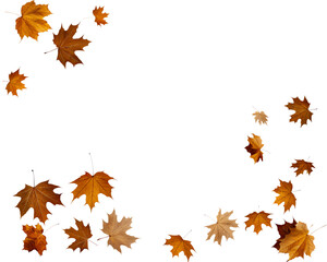 falling flying dry autumn leaves isolated for background