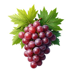 Fototapeta premium red grapes isolated on white transparent background with HD quality 