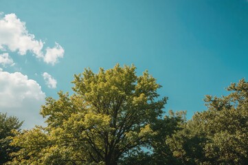 Green leaves illuminated by bright sunlight on a clear summer day