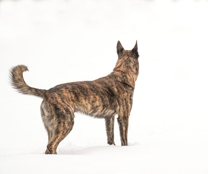 dutch shepherd dog in the snow