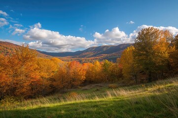 Naklejka premium Mountain woodland during fall season
