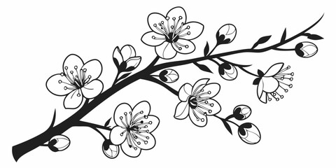 Black and White Cherry Blossom Branch Illustration.