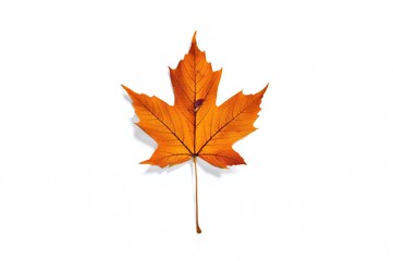 Isolated dry maple leaf in fall on a white backdrop