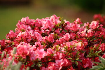 Red Azalea Bush in Full Bloom.