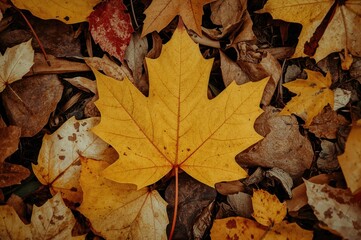 Background of fall foliage. Yellow maple leaf lying on the earth.