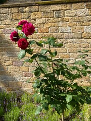 old brick wall with flower