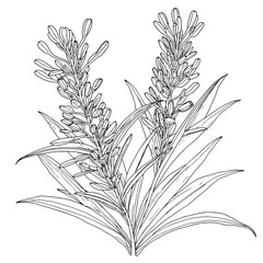 Botanical line drawing of Kangaroo Paw plants. Anigozanthos black and white sketch, clean thin outlines, showing long leaves and tubular flowers, highly detailed, suitable for a coloring book.