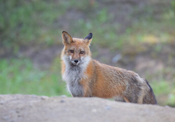 A young red fox with a beautiful tail standing by a rock in a grassy meadow in autumn.